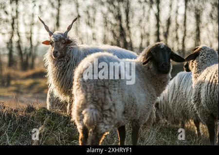 Moutons Racka hongrois paissant dans un champ et dans une forêt au coucher du soleil Banque D'Images