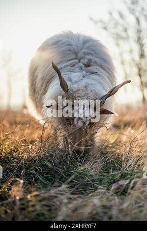 Moutons Racka hongrois paissant dans un champ et dans une forêt au coucher du soleil Banque D'Images