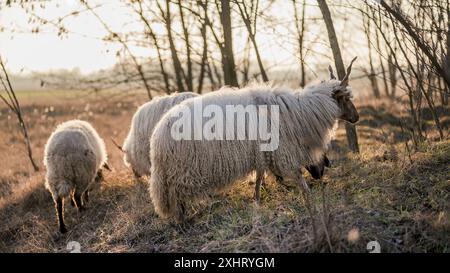 Moutons Racka hongrois paissant dans un champ et dans une forêt au coucher du soleil Banque D'Images