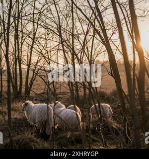 Moutons Racka hongrois paissant dans un champ et dans une forêt au coucher du soleil Banque D'Images