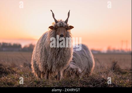 Moutons Racka hongrois paissant dans un champ et dans une forêt au coucher du soleil Banque D'Images