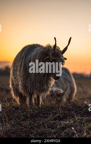 Moutons Racka hongrois paissant dans un champ et dans une forêt au coucher du soleil Banque D'Images