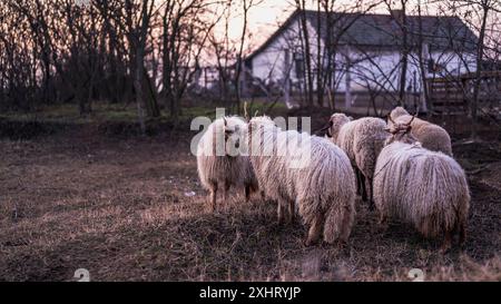 Moutons Racka hongrois paissant dans un champ et dans une forêt au coucher du soleil Banque D'Images