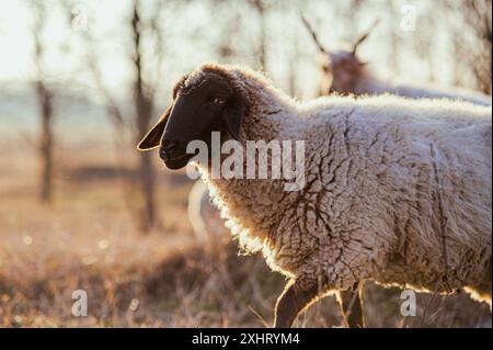 English Suffolk moutons paissant sur un champ et dans une forêt au coucher du soleil Banque D'Images