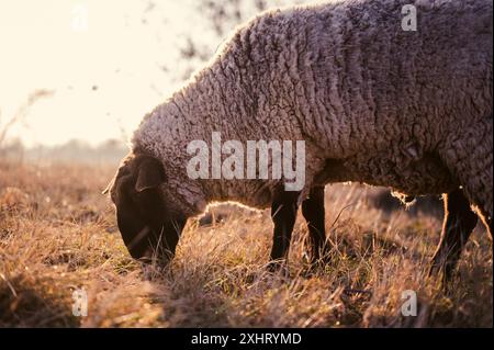 English Suffolk moutons paissant sur un champ et dans une forêt au coucher du soleil Banque D'Images