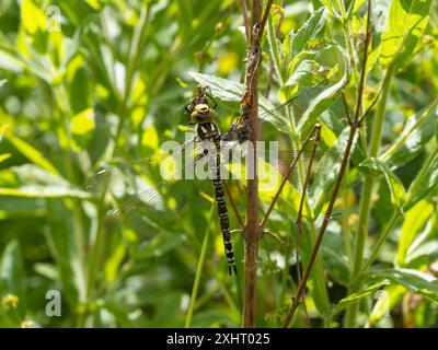 Une libellule du sud ou une libellule bleue, Aeshna cyanea, reposant sur une tige de plante. Banque D'Images