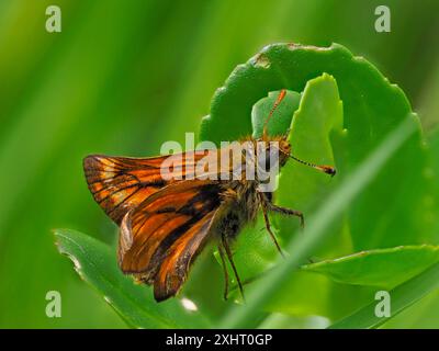 Un grand papillon skipper, Ochlodes sylvanus, reposant sur une feuille. Banque D'Images