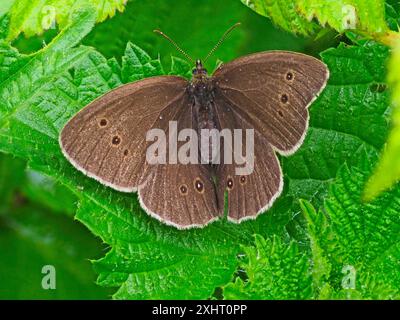 Un papillon en anneau, Aphantopus hyperantus, reposant sur une feuille. Banque D'Images