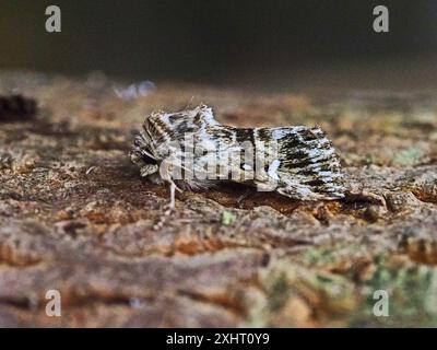 Calophasia lunula, connue sous le nom de la teigne toadflax brocart. Banque D'Images