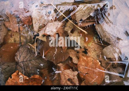 Feuilles d'automne gelées sous la glace dans Un lac en hiver Banque D'Images