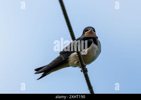 L'hirondelle de la grange, avec son plumage bleu et rouille distinctif et sa queue fourchue, a été repérée reposant sur un fil métallique. Cette photo capture son pr gracieux Banque D'Images