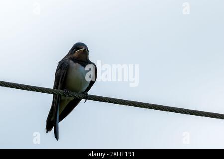 L'hirondelle de la grange, avec son plumage bleu et rouille distinctif et sa queue fourchue, a été repérée reposant sur un fil métallique. Cette photo capture son pr gracieux Banque D'Images