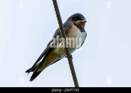 L'hirondelle de la grange, avec son plumage bleu et rouille distinctif et sa queue fourchue, a été repérée reposant sur un fil métallique. Cette photo capture son pr gracieux Banque D'Images