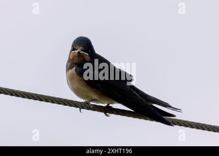 L'hirondelle de la grange, avec son plumage bleu et rouille distinctif et sa queue fourchue, a été repérée reposant sur un fil métallique. Cette photo capture son pr gracieux Banque D'Images