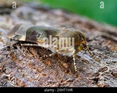 Noctua fimbriata, un papillon jaune à larges bordures, perché sur une bûche. Banque D'Images