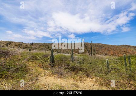 Belle vue sur le désert rocheux de Cucucu dans le parc national d'Arikok avec une végétation tropicale sur l'île d'Aruba. Banque D'Images