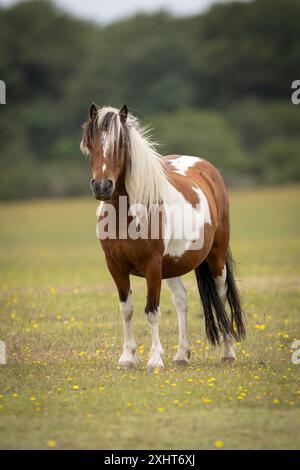 Dartmoor Pony Brown et Blanc Banque D'Images