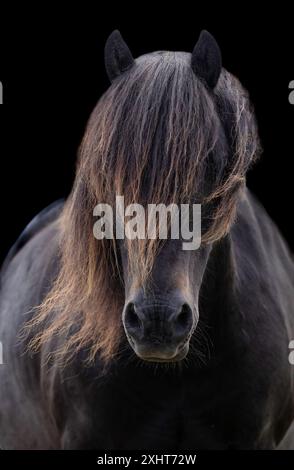 Portrait de Dartmoor Pony Banque D'Images