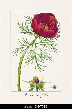 Illustration de fleurs botaniques vintage tirée d'un livre français du XIXe siècle, représentant des plantes utiles et ornementales. Banque D'Images