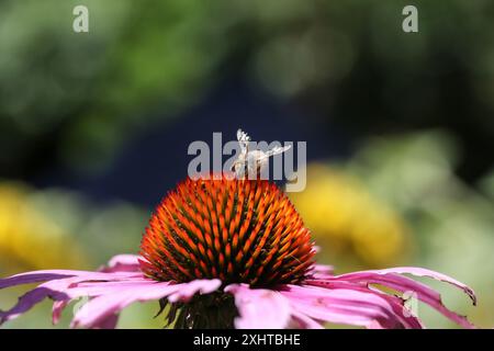 Bleuet violet et abeille dans les jardins botaniques royaux de Melbourne, Australie. Banque D'Images