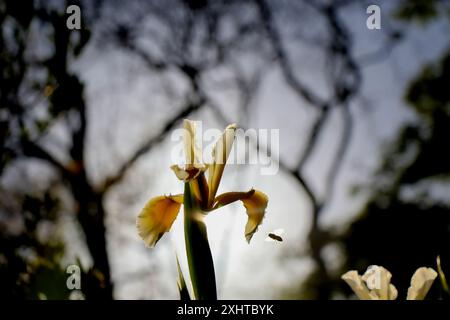 Iris marécageux dans les jardins botaniques royaux de Melbourne, Australie. Banque D'Images
