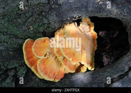 Poulet des champignons des bois sur une bûche au soleil à St Paul Woods à Morton Grove, Illinois Banque D'Images