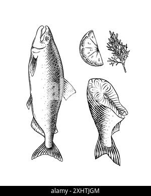 Croquis de poisson. Filet de saumon, illustration vectorielle dessinée à l'encre à la main. Tranches de steaks. Produit frais. Fruits de mer vintage de style gravé. menu du restaurant de fruits de mer Illustration de Vecteur