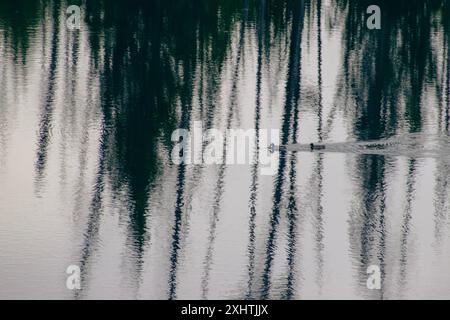 Une silhouette d'arbres reflétée dans un petit étang avec deux canards nageant à travers l'eau. Banque D'Images