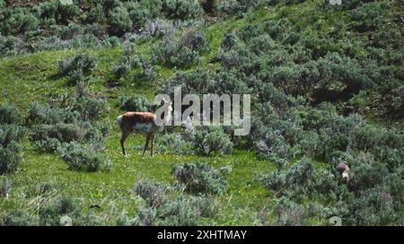 Pronghorn à la recherche du coyote caché dans l'arastre Banque D'Images