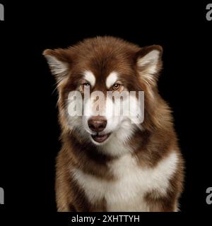 Portrait de chien Malamute alaskien en colère sur fond noir isolé en studio Banque D'Images