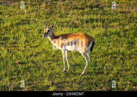 Un taureau gazelle de Thomson. C'est l'une des gazelles les plus connues. Banque D'Images