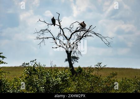 Le nom collectif pour groupe de vautours est un comité. Ils se réunissaient sur un arbre mort dans le parc national Kruger Banque D'Images