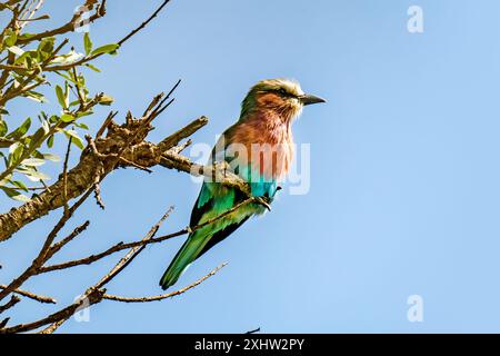 Rouleau à poitrine lilas (Coracias caudatus) observé dans le parc national d'Etosha (région de Kunene, nord-ouest de la Namibie, Afrique). Un oiseau coloré est assis o Banque D'Images