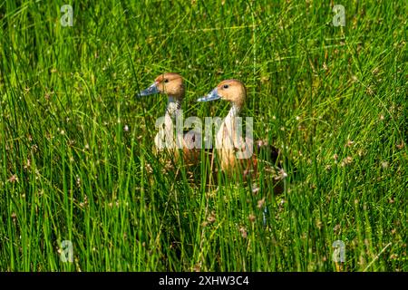 Mâle et femelle de canards dans l'herbe verte. Dendrocygna bicolor. Canard sifflant rouge ou canard bois rouge Banque D'Images