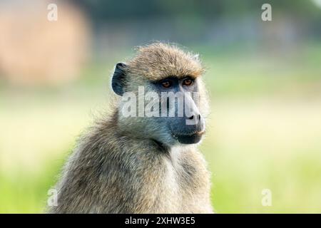 Portrait gros plan du jeune singe cynomolgus regardant directement dans la caméra, la forêt tropicale diffuse en arrière-plan. Banque D'Images