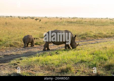 Un bébé rhinocéros suit sa mère. Les rhinocéros mangent de l'herbe sèche dans le parc national de Nairobi. Kenya. Nature africaine sauvage Banque D'Images