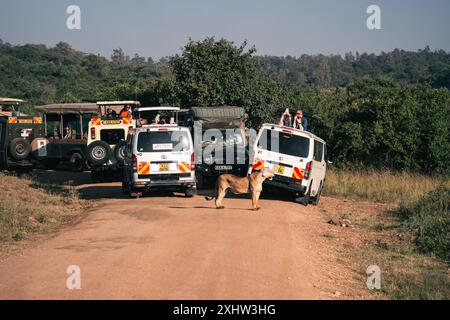 Belle lionne avec une voiture de safari en arrière-plan au Kenya, Nairobi National Park, près de Nairobi, Kenya, 7 février, 2024. Banque D'Images