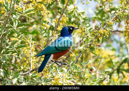 Superbe superbus Starling Lamprotornis est un membre de la famille des oiseaux Starling. On le trouve couramment en Afrique de l'est, y compris en Éthiopie, en Somalie Banque D'Images