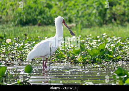 La cuillère africaine Platalea alba pêche sur l'eau. Lac Naivasha, Kenya. Afrique de l'est. Banque D'Images