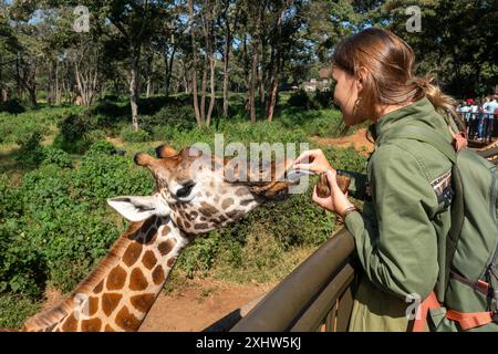 Une girafe au zoo tend la main avec sa langue vers une feuille verte. une fille nourrit une girafe au zoo. Banque D'Images