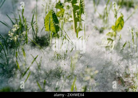 Gros plan de l'herbe avec des graines de coton blanc dans la scène nature du printemps. Peuplier en fleurs dans la ville, allergies saisonnières. Banque D'Images