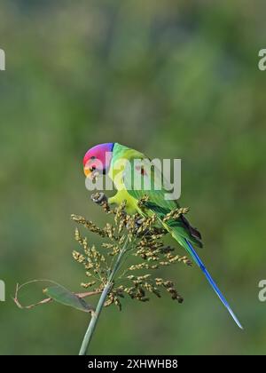 Perruche à tête de prune - Un bel oiseau de la famille perruche de l'Inde. Banque D'Images