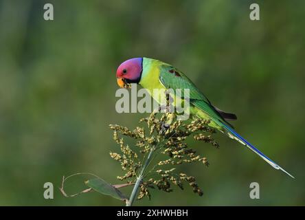 Perruche à tête de prune - Un bel oiseau de la famille perruche de l'Inde. Banque D'Images