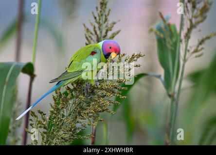 Perruche à tête de prune - Un bel oiseau de la famille perruche de l'Inde. Banque D'Images