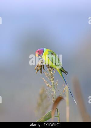 Perruche à tête de prune - Un bel oiseau de la famille perruche de l'Inde. Banque D'Images