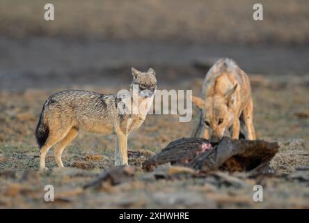 Le loup indien est une sous-espèce de loup gris qui s'étend de l'Asie du Sud-Ouest au sous-continent indien et est l'une des espèces les plus menacées. Banque D'Images