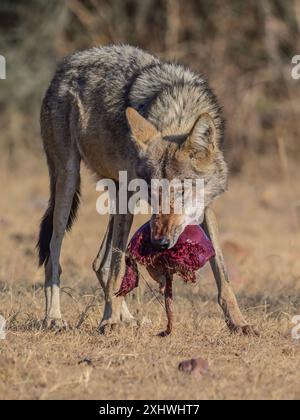 Le loup indien est une sous-espèce de loup gris qui s'étend de l'Asie du Sud-Ouest au sous-continent indien et est l'une des espèces les plus menacées. Banque D'Images