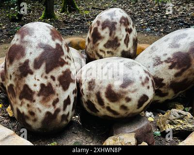 Oeufs de dinosaure. Figure réaliste d'un parc boisé de dinosaures d'oeufs à Kazimierz Sosnowiec. Prédateur préhistorique créer un élément fascinant du lan Banque D'Images