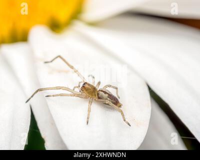 Gros plan d'araignée sac jaune sur des pétales de fleurs blanches Banque D'Images