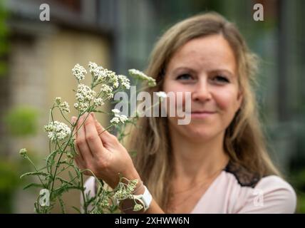 Neuenhagen BEI Berlin, Allemagne. 16 juillet 2024. Jessica Görß, propriétaire de la pépinière 'Wildblüten', tient une flèche commune (Achillea millefolium) dans ses mains. La yarrow a été nommée aujourd'hui « plante sauvage de l'État de Brandebourg » par le ministère de l'environnement du Brandebourg et la Société horticole allemande (DGG). Crédit : Soeren Stache/dpa/Alamy Live News Banque D'Images